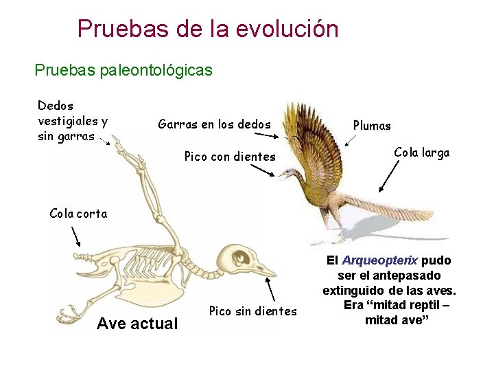 Pruebas de la evolución Pruebas paleontológicas Dedos vestigiales y sin garras Garras en los