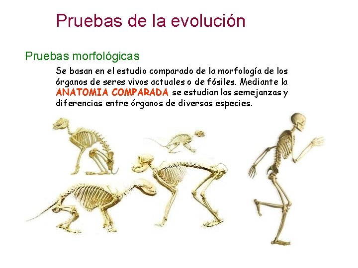 Pruebas de la evolución Pruebas morfológicas Se basan en el estudio comparado de la Pruebas de la evolución Pruebas morfológicas Se basan en el estudio comparado de la