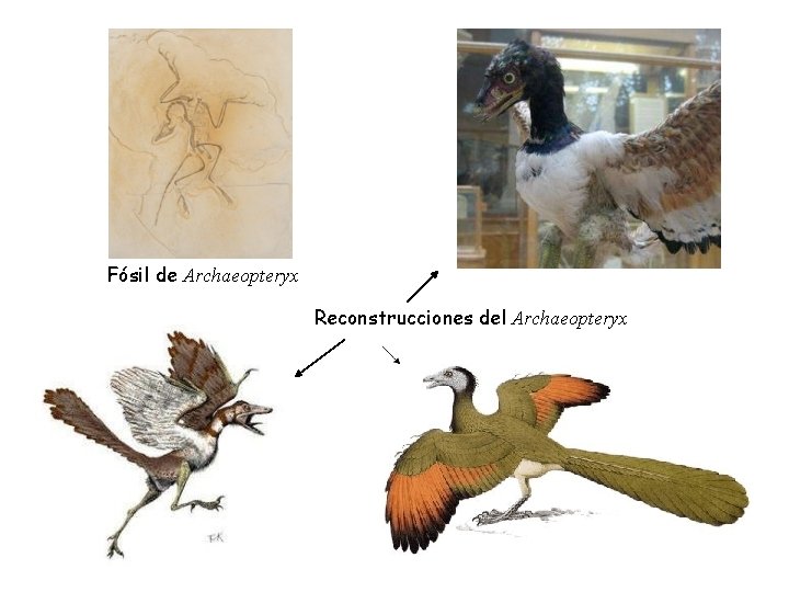 Fósil de Archaeopteryx Reconstrucciones del Archaeopteryx Fósil de Archaeopteryx Reconstrucciones del Archaeopteryx