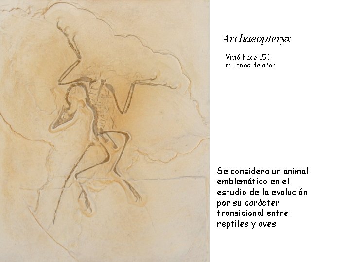 Archaeopteryx Vivió hace 150 millones de años Se considera un animal emblemático en el