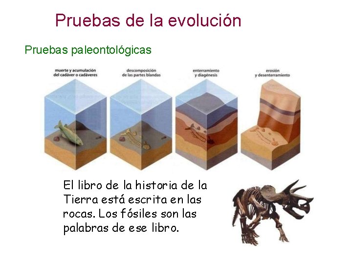 Pruebas de la evolución Pruebas paleontológicas El libro de la historia de la Tierra