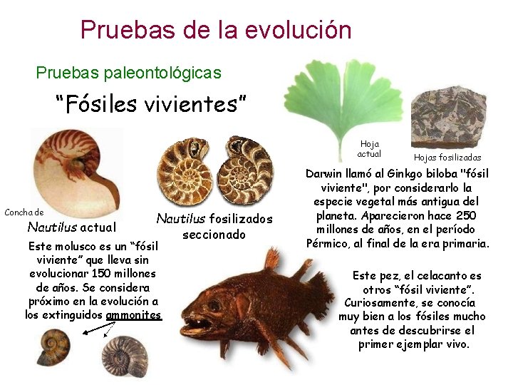 Pruebas de la evolución Pruebas paleontológicas “Fósiles vivientes” Hoja actual Concha de Nautilus actual Pruebas de la evolución Pruebas paleontológicas “Fósiles vivientes” Hoja actual Concha de Nautilus actual