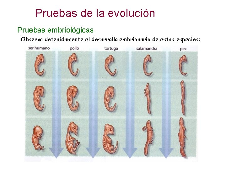 Pruebas de la evolución Pruebas embriológicas Observa detenidamente el desarrollo embrionario de estas especies: Pruebas de la evolución Pruebas embriológicas Observa detenidamente el desarrollo embrionario de estas especies: