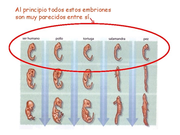 Al principio todos estos embriones son muy parecidos entre sí 