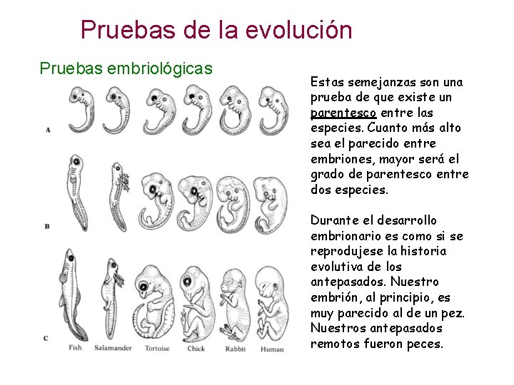 Pruebas de la evolución Pruebas embriológicas Estas semejanzas son una prueba de que existe