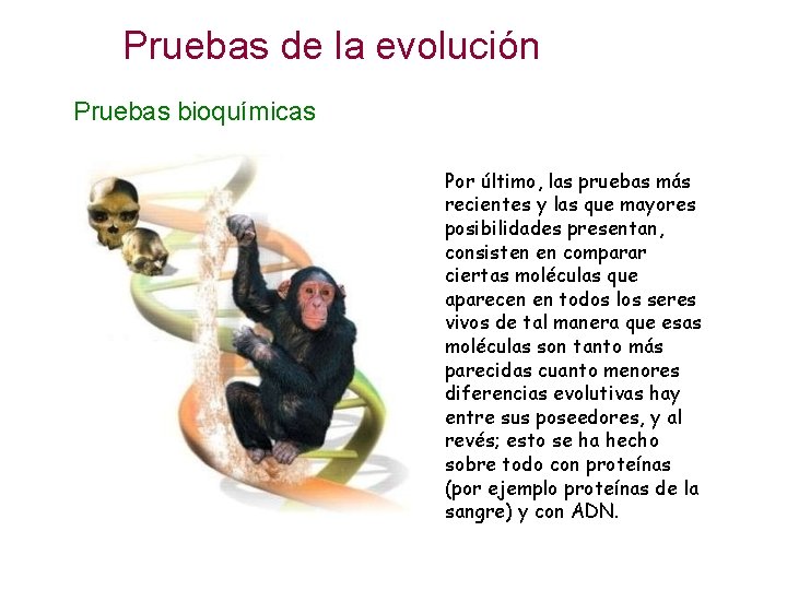 Pruebas de la evolución Pruebas bioquímicas Por último, las pruebas más recientes y las Pruebas de la evolución Pruebas bioquímicas Por último, las pruebas más recientes y las