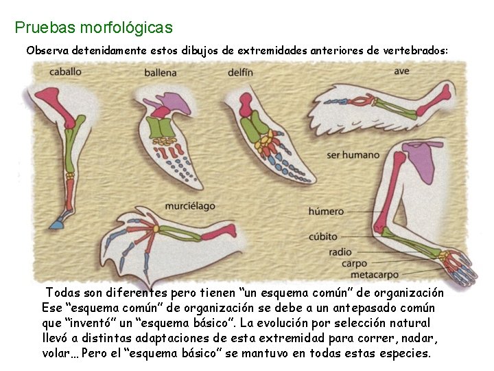 Pruebas morfológicas Observa detenidamente estos dibujos de extremidades anteriores de vertebrados: Todas son diferentes Pruebas morfológicas Observa detenidamente estos dibujos de extremidades anteriores de vertebrados: Todas son diferentes