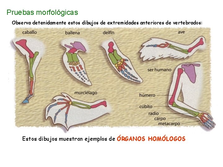 Pruebas morfológicas Observa detenidamente estos dibujos de extremidades anteriores de vertebrados: Estos dibujos muestran Pruebas morfológicas Observa detenidamente estos dibujos de extremidades anteriores de vertebrados: Estos dibujos muestran