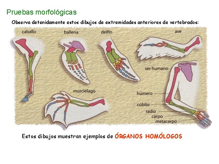 Pruebas morfológicas Observa detenidamente estos dibujos de extremidades anteriores de vertebrados: Estos dibujos muestran