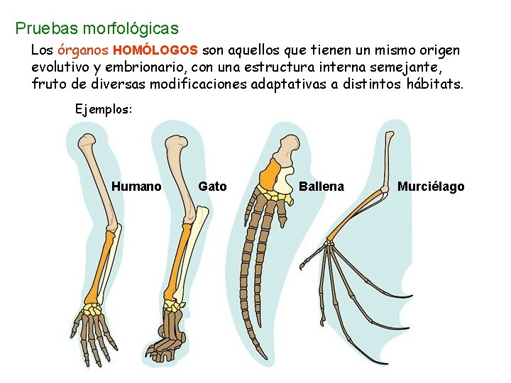 Pruebas morfológicas Los órganos HOMÓLOGOS son aquellos que tienen un mismo origen evolutivo y Pruebas morfológicas Los órganos HOMÓLOGOS son aquellos que tienen un mismo origen evolutivo y
