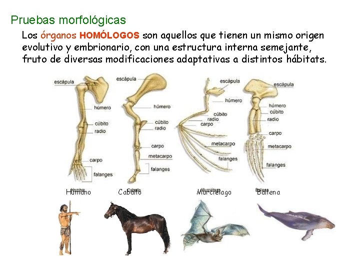 Pruebas morfológicas Los órganos HOMÓLOGOS son aquellos que tienen un mismo origen evolutivo y