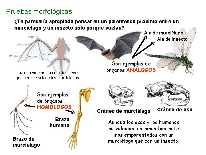 Pruebas morfológicas ¿Te parecería apropiado pensar en un parentesco próximo entre un murciélago y Pruebas morfológicas ¿Te parecería apropiado pensar en un parentesco próximo entre un murciélago y