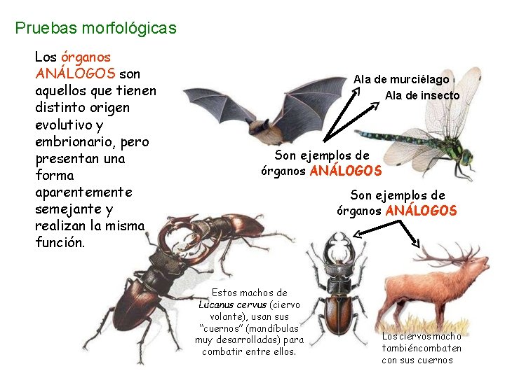 Pruebas morfológicas Los órganos ANÁLOGOS son aquellos que tienen distinto origen evolutivo y embrionario, Pruebas morfológicas Los órganos ANÁLOGOS son aquellos que tienen distinto origen evolutivo y embrionario,