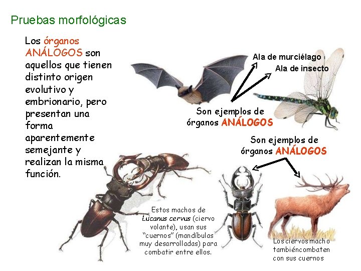 Pruebas morfológicas Los órganos ANÁLOGOS son aquellos que tienen distinto origen evolutivo y embrionario,