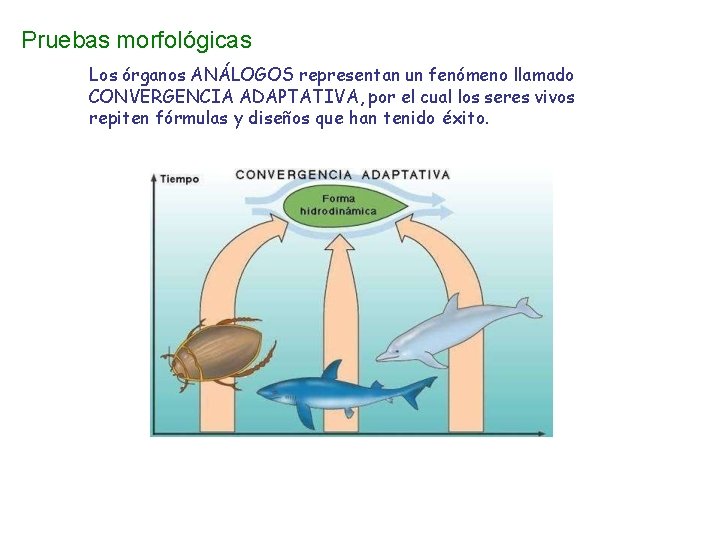 Pruebas morfológicas Los órganos ANÁLOGOS representan un fenómeno llamado CONVERGENCIA ADAPTATIVA, por el cual