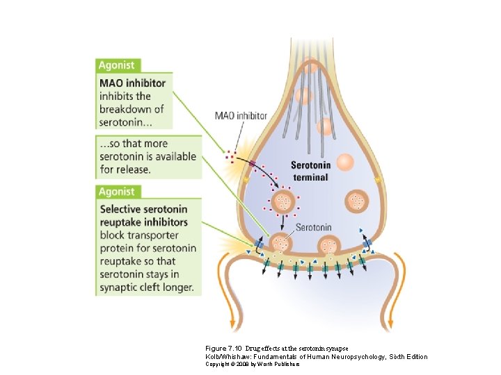 Figure 7. 10 Drug effects at the serotonin synapse Kolb/Whishaw: Fundamentals of Human Neuropsychology,