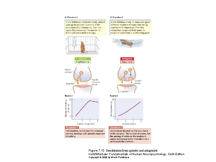 Figure 7. 13 Sensitization from agonists and antagonists Kolb/Whishaw: Fundamentals of Human Neuropsychology, Sixth