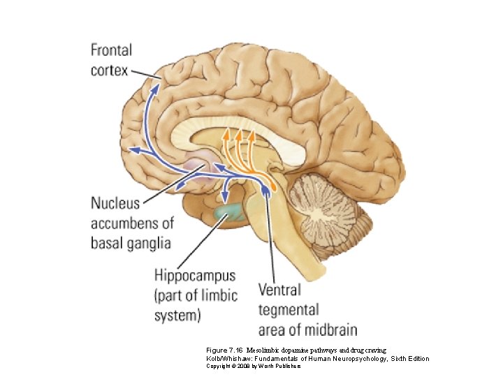 Figure 7. 16 Mesolimbic dopamine pathways and drug craving Kolb/Whishaw: Fundamentals of Human Neuropsychology,