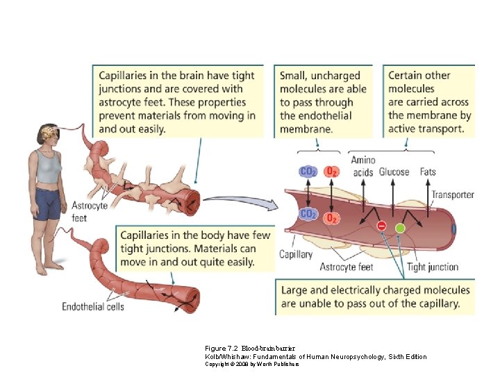 Figure 7. 2 Blood-brain barrier Kolb/Whishaw: Fundamentals of Human Neuropsychology, Sixth Edition Copyright ©