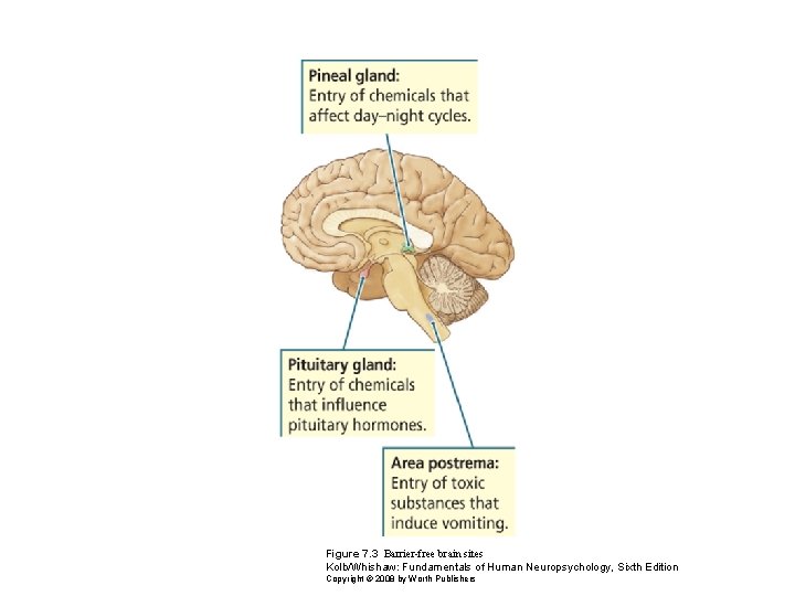 Figure 7. 3 Barrier-free brain sites Kolb/Whishaw: Fundamentals of Human Neuropsychology, Sixth Edition Copyright
