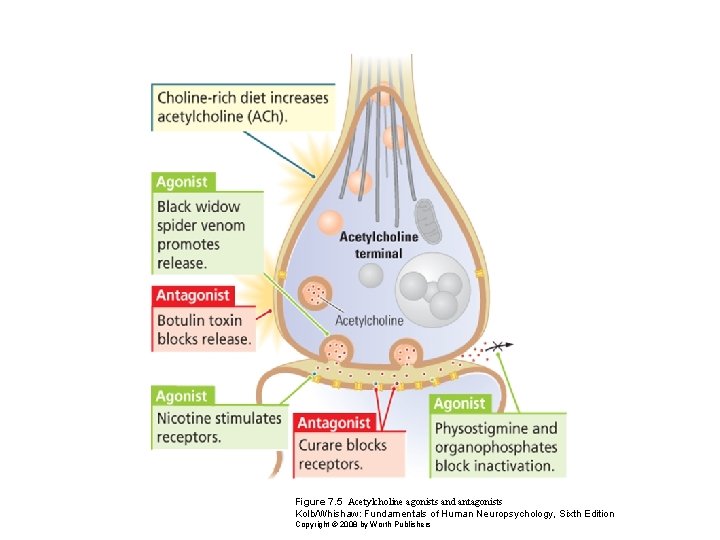 Figure 7. 5 Acetylcholine agonists and antagonists Kolb/Whishaw: Fundamentals of Human Neuropsychology, Sixth Edition