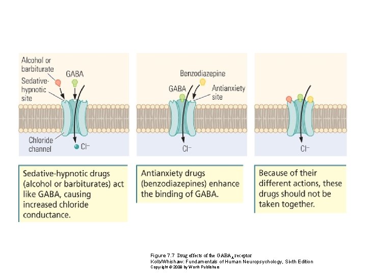 Figure 7. 7 Drug effects of the GABA A receptor Kolb/Whishaw: Fundamentals of Human