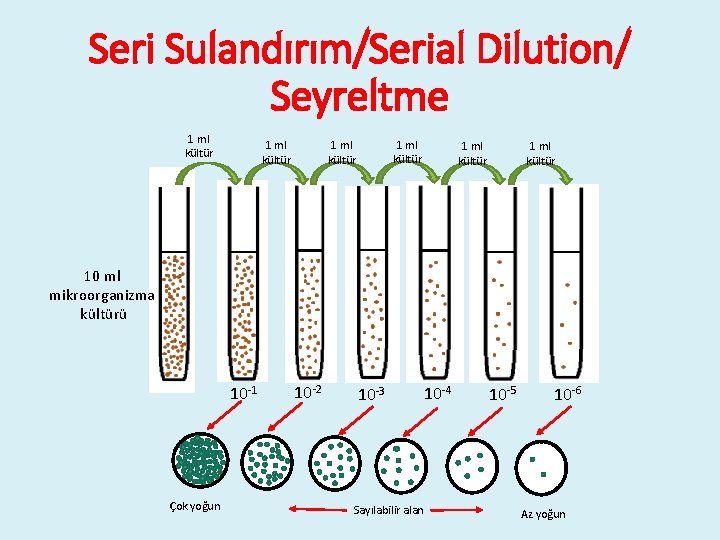 Seri Sulandırım/Serial Dilution/ Seyreltme 1 ml kültür 1 ml kültür 10 ml mikroorganizma kültürü
