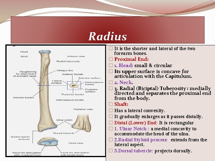 Radius � It is the shorter and lateral of the two forearm bones. �