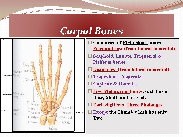 Carpal Bones � Composed of Eight short bones Proximal row (from lateral to medial):