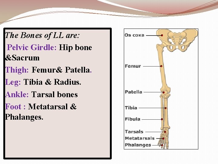 The Bones of LL are: Pelvic Girdle: Hip bone &Sacrum Thigh: Femur& Patella. Leg: