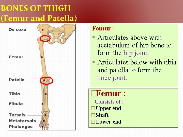 BONES OF THIGH (Femur and Patella) Femur: § Articulates above with acetabulum of hip