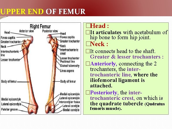 UPPER END OF FEMUR �Head : �It articulates with acetabulum of hip bone to