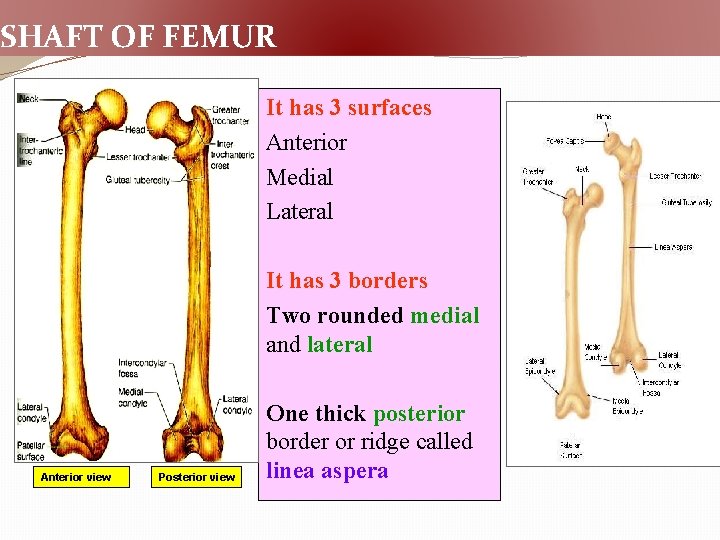 SHAFT OF FEMUR It has 3 surfaces Anterior Medial Lateral It has 3 borders