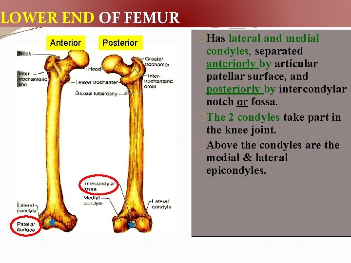 LOWER END OF FEMUR Anterior Posterior �Has lateral and medial condyles, separated anteriorly by