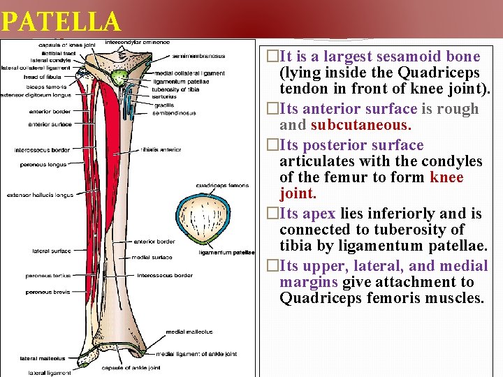 PATELLA �It is a largest sesamoid bone (lying inside the Quadriceps tendon in front