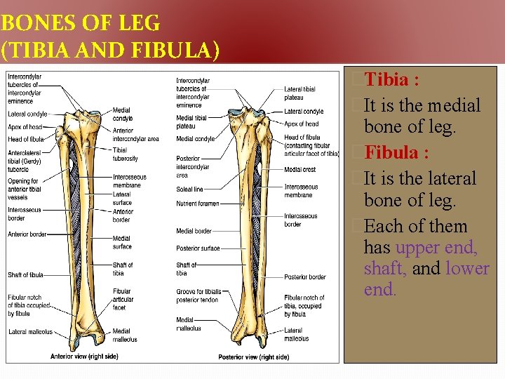 BONES OF LEG (TIBIA AND FIBULA) �Tibia : �It is the medial bone of