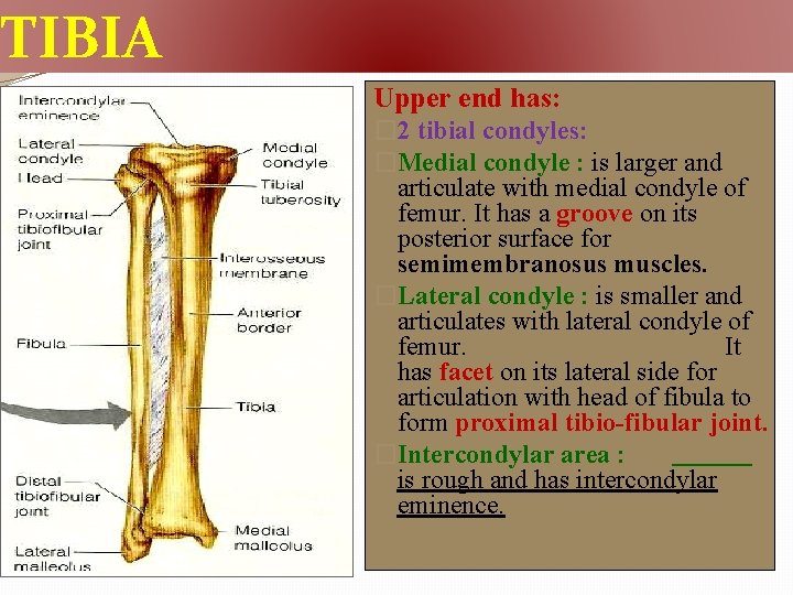 TIBIA Upper end has: � 2 tibial condyles: �Medial condyle : is larger and