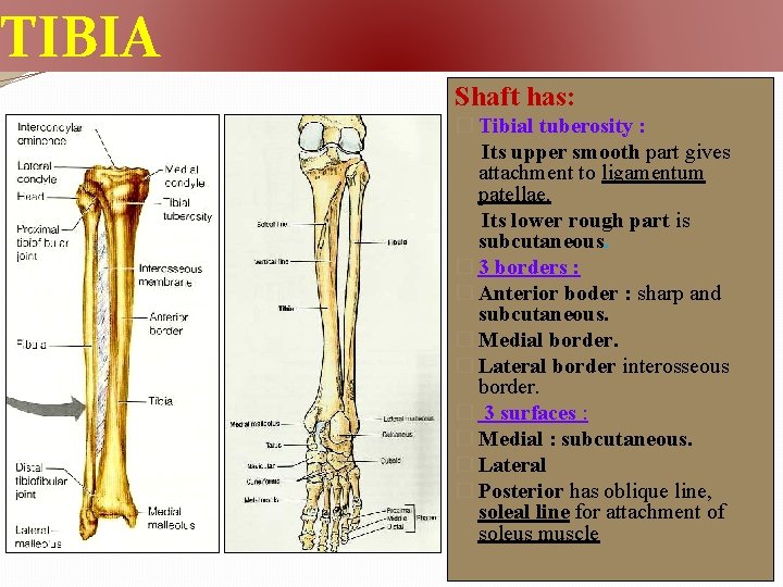 TIBIA Shaft has: � Tibial tuberosity : Its upper smooth part gives attachment to