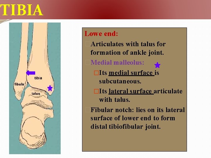 TIBIA Lowe end: �Articulates with talus formation of ankle joint. �Medial malleolus: �Its medial