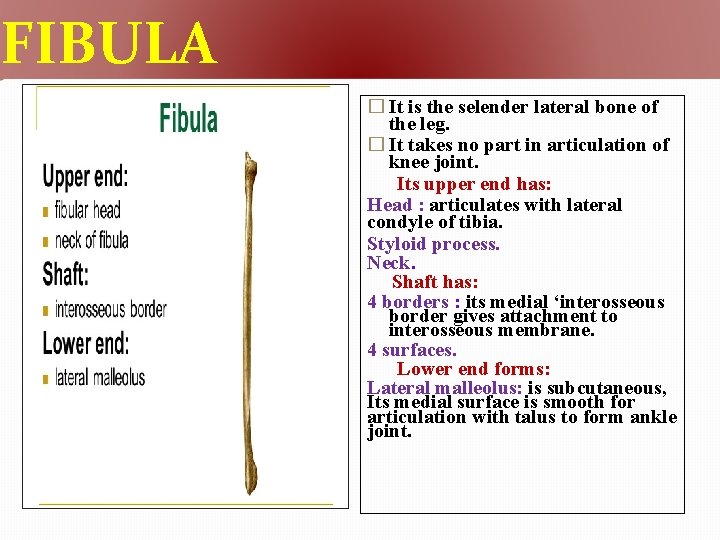FIBULA � It is the selender lateral bone of the leg. � It takes
