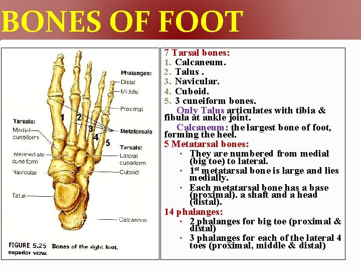 BONES OF FOOT 1 2 3 4 5 7 Tarsal bones: 1. Calcaneum. 2.