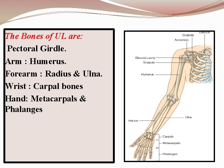 The Bones of UL are: Pectoral Girdle. Arm : Humerus. Forearm : Radius &