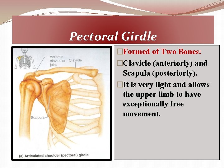 Pectoral Girdle �Formed of Two Bones: �Clavicle (anteriorly) and Scapula (posteriorly). �It is very