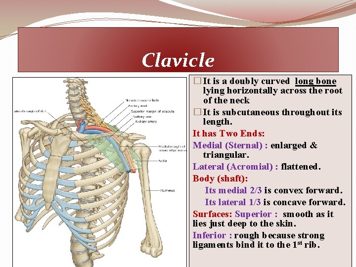 Clavicle � It is a doubly curved long bone lying horizontally across the root