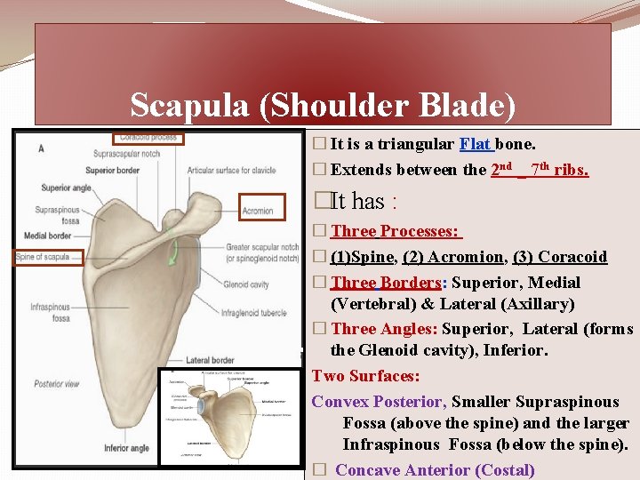 Scapula (Shoulder Blade) � It is a triangular Flat bone. � Extends between the