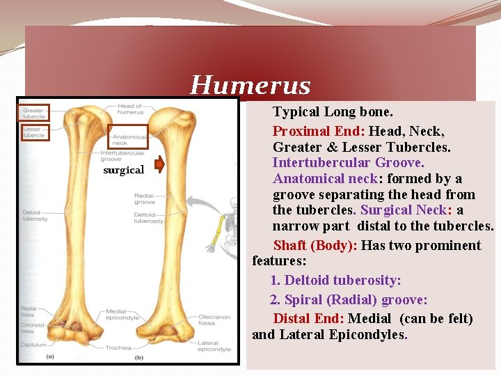 Humerus surgical Typical Long bone. Proximal End: Head, Neck, Greater & Lesser Tubercles. Intertubercular