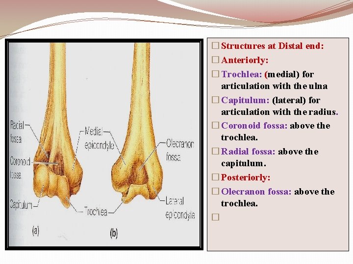 � Structures at Distal end: � Anteriorly: � Trochlea: (medial) for articulation with the