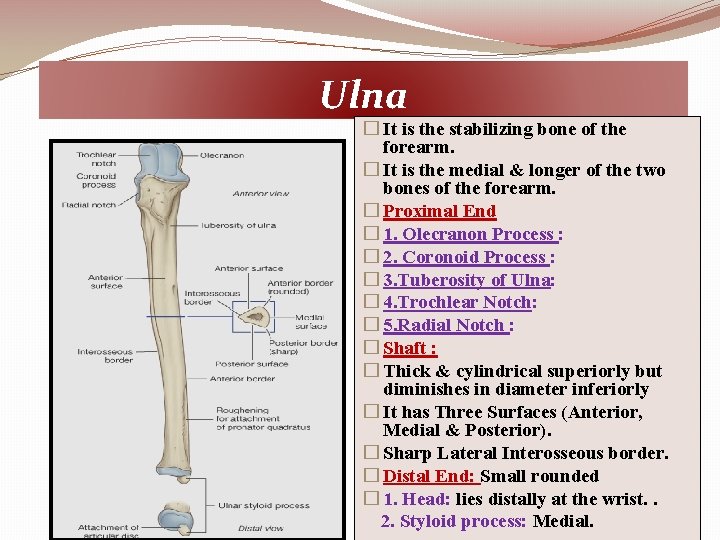 Ulna � It is the stabilizing bone of the forearm. � It is the