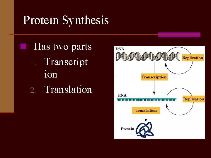 Protein Synthesis n Has two parts 1. 2. Transcript ion Translation 