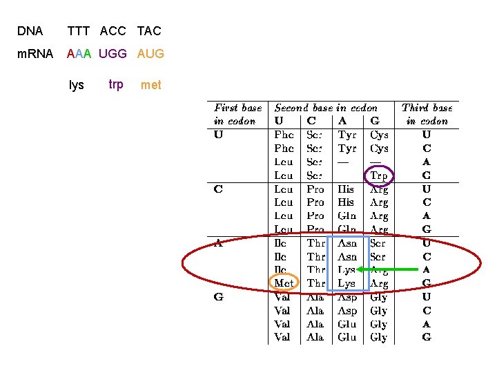 DNA TTT ACC TAC m. RNA AAA UGG AUG lys trp met 